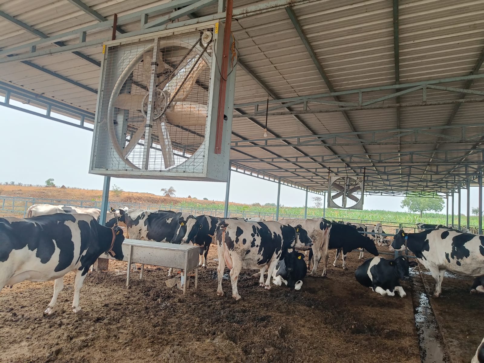 Crystal large wall-mounted exhaust fan installed in a dairy shed