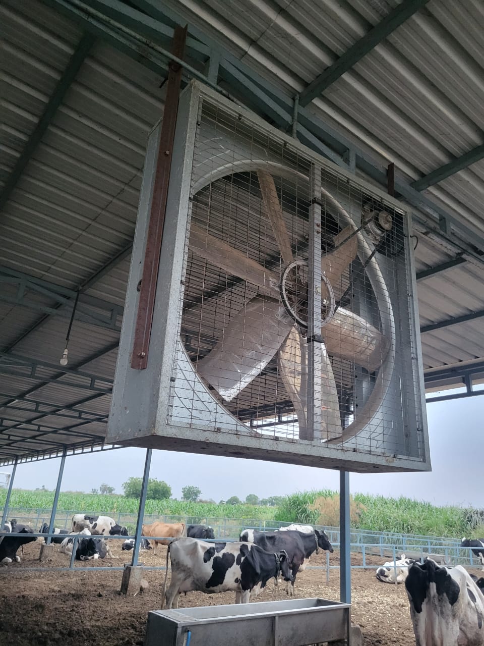 Livestock dairy farm